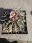 Preview: Stenocactus coptonogonus